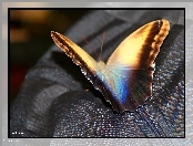 Motyl, Suwak