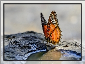 Motyl, Tło