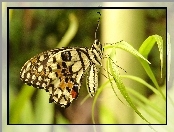 Motyl, Trawa