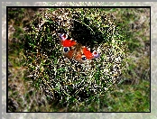 Trawa, Motyl