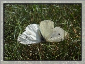 Trawa, Motyl, Bielinek
