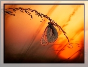 Trawa, Motyl, Motylek