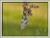 Trawa, Polowiec szachownica, Motyl