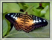 Motyl, Tygrysi