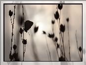 Wieczór, Motyl, Rośliny