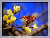 Motyl, Piękny, Gałąź, Wierzba, Bazie