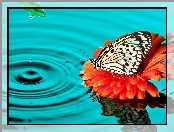 Gerbera, Kwiat, Motyl, Woda, Polowiec szachownica