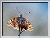 Wody, Motyl, Kropelki