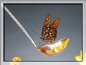 Motyl, Łyżka
