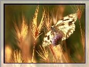 Zboża, Motyl, Kłosy