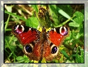 Zieleń, Motyl, Pawik
