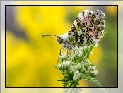 Motyl, Zorka