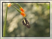 Motyl