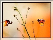 Motyle, Kolor, Dwa, Pomarańczowy