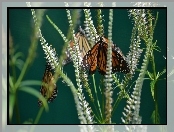 Trawa, Motyl, Monarcha