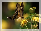 Motylek, Kwiatki, Motyl, Żółte