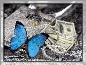 Motylek, Pieniądze, Niebieski, Perły