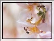 Mrówki, Zbliżenie, Kwiaty, Ślimak