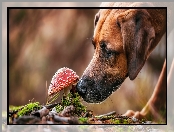 Muchomor, Pies, Rhodesian ridgeback