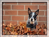 Mur, Australian cattle dog, Liście