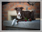 Murek, Kwiaty, Krótkowłosy, Pies, Border collie