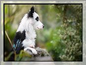 Murek, Tło, Border collie, Rozmyte