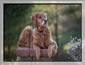 Murek, Rozmyte tło, Golden retriever, Rośliny