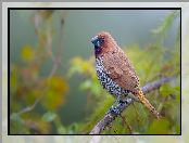 Gałązka, Ptak, Mniszka muszkatowa