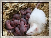 Mysz, Myszki, Biała, Małe