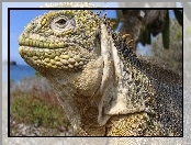 Iguana, Na, Galapagos, Wyspach