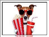 Popcorn, Napój, Jack Russell terrier, Pies, Okulary