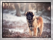 Natura, Tło, Leonberger, Rozmyte