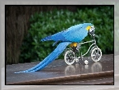 Rowerek, Niebieska, Papuga