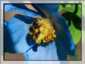 Niebieski, Pszczoła, Makro, Kwiat