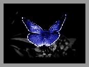 Motyl, Niebieski
