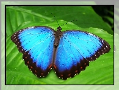 Motyl, Niebieski, Egzotyczny