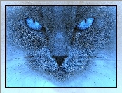 Oczy, Niebieski, Kot