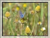 Roślinność, Niebieski, Motyl