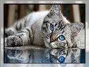 Kot, Niebieskie, Grafika AI, Oczy