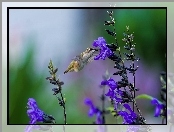 Koliber, Niebieskie, Kwiatki
