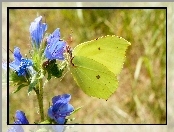 Niebieskie, Kwiaty, Bielinek, Motyl, Listkowiec cytrynek
