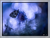 Niebieskie tło, Motyl, Kwiat