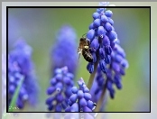 Niebieskie, Pszczoła, Szafirki, Kwiaty