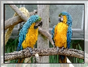 Niebiesko-żółte, Ary, Dwie, Papugi