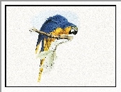 Żółta, Edward Lear, Niebiesko, Papuga