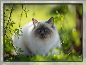 Kot, Ragdoll, Zieleń, Niebieskooki