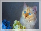 Kwiaty, Niebieskooki, Kot