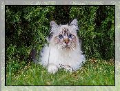 Trawa, Niebieskooki, Zieleń, Kot, Ragdoll