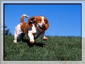 niebo, Basset Hound, nibieskie