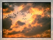 Ptaki, Niebo, Chmury